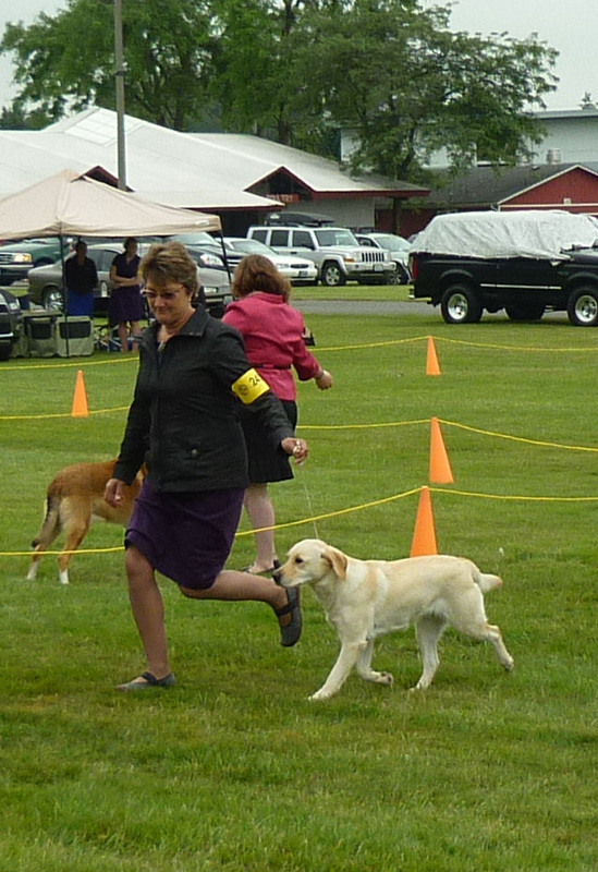 Enumclaw Dog Show Results Enumclaw Dog Show Results